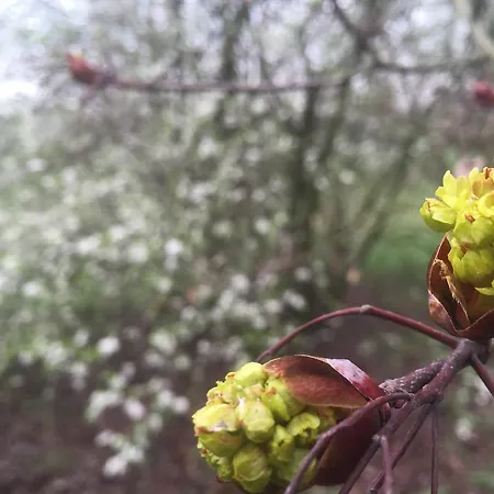 Zamek Dobra Oleśnica