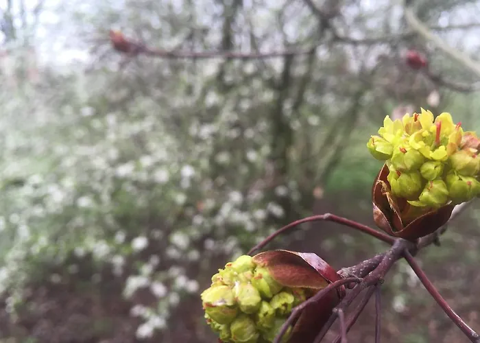 Zamek Dobra Oleśnica